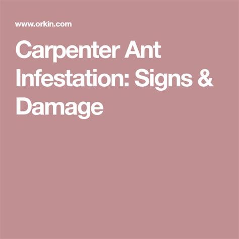 Carpenter Ant Infestation: Signs & Damage | Carpenter ant, Ant infestation, Ants