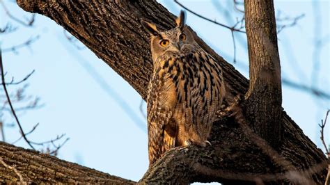 Flaco, the escaped Central Park Zoo owl, dies