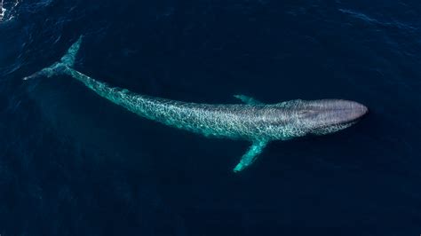 Six Whales You Can See on a Quebec Nature Tour | Canada