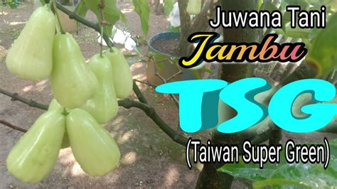 Cara Pemangkasan Dan Perawatan Jambu Taiwan Super Green Agar Mau