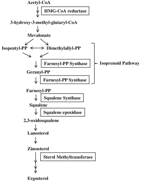 Sterol Biosynthetic Pathway In Leishmania The Pathway Shows The