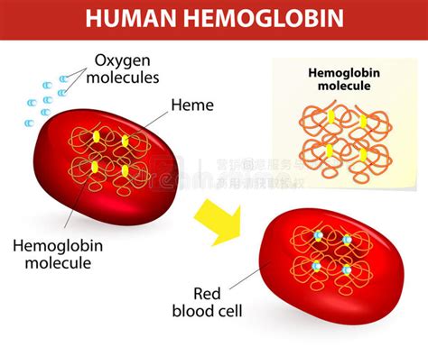 人血红蛋白的结构图片免费下载 5160808448 千图网pro