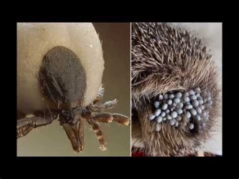 The Worst Tick Infestations Ever YouTube Infestations Ticks