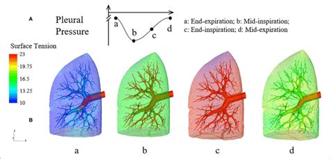 Dynamic Surface Tension Of The Lung A Specific Time Points During