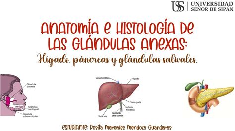 Glándulas Anexas Rosita Mendoza uDocz