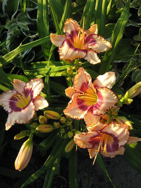 Delightful Peach Lilies Photograph by Elisabeth Ann