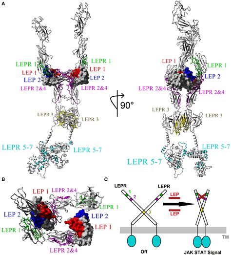 Frontiers On The Molecular Evolution Of Leptin Leptin Receptor And Endospanin