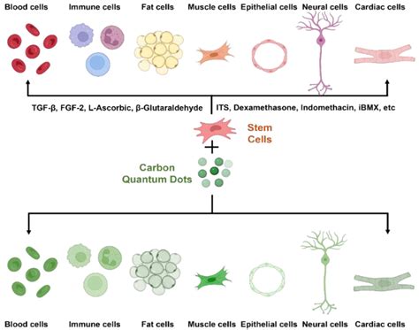 Carbon Quantum Dots For Stem Cell Imaging And Deciding The Fate Of Stem