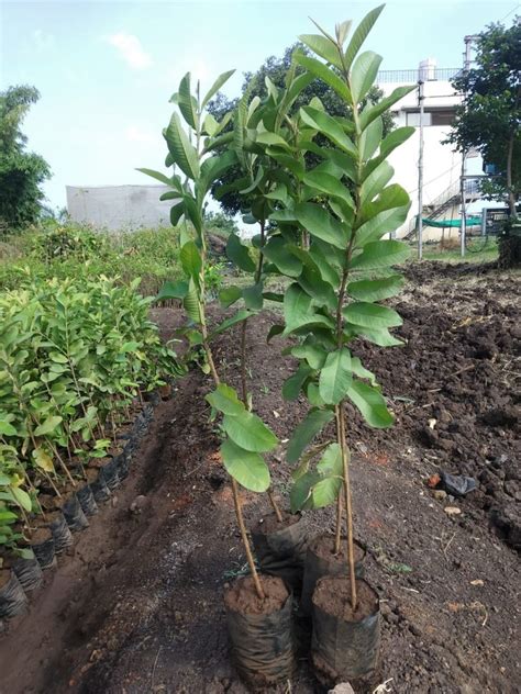 Well Wateredfull Sun Exposure Green Guava Fruit Plants Peru For