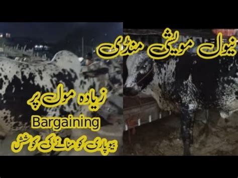 Naval Cow Mandi Latest Price Update Chotay Baray Janwar Mandi