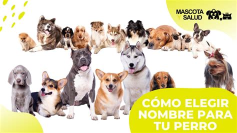 C Mo Elegir Nombre Para Tu Perro Opciones Mascota Y Salud Youtube