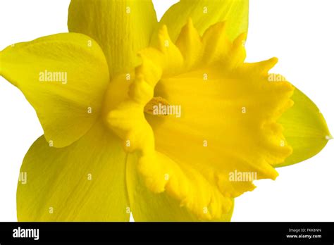 Single Yellow Daffodil Flower Close Up Stock Photo Alamy