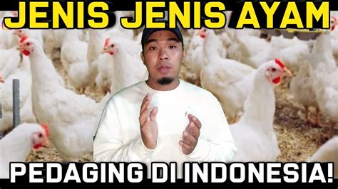 Jenis Jenis Ayam Pedaging Di Indonesia Youtube