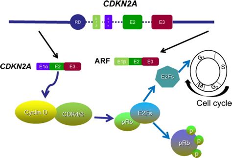 Schematic Structure Of The Ink A Arf Locus And The Role Of P Ink A In