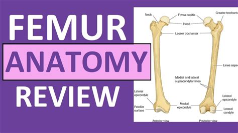 Femur Bone Markings