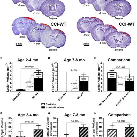 Effects Of Hp Knockout On The Activated Microglia Immunoreactivity At