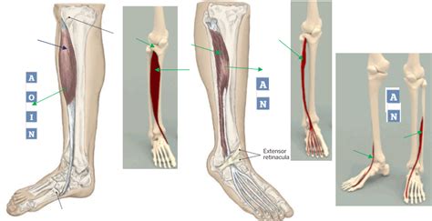 PHT1103 Anatomy PTA AION Leg Muscle Labeling 3 Diagram Quizlet