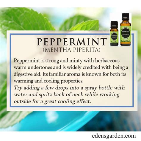 Peppermint Essential Oil is an awesome oil for stomach issues, coughing ...