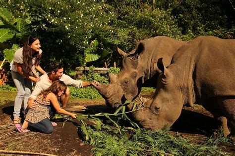 Perbedaan Bali Zoo Dan Bali Safari Park Bali Zoo Vs Bali Safari Park