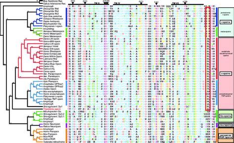 Fig S Alignment And Phylogenetic Tree Of Opsins The Phylogenetic