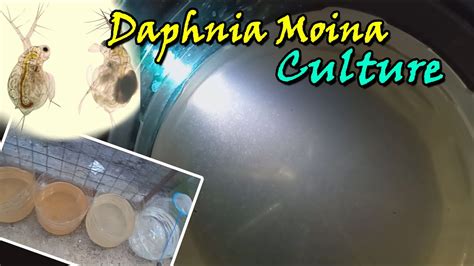 Daphnia Moina Culture Update Best Food For Betta Fish Libo Libo Na