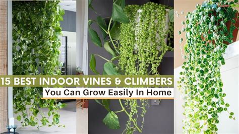 Best Indoor Vines Climbers You Can Grow Easily In Home Vines