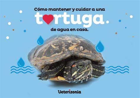 Cómo mantener y cuidar una tortuga de agua en casa Veterizonia