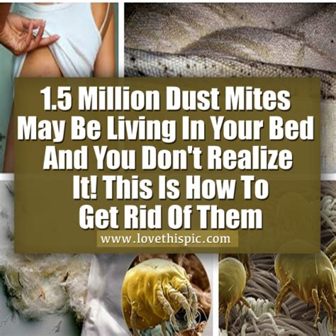 1 5 Million Dust Mites May Be Living In Your Bed And You Don T Realize It This Is How To Get