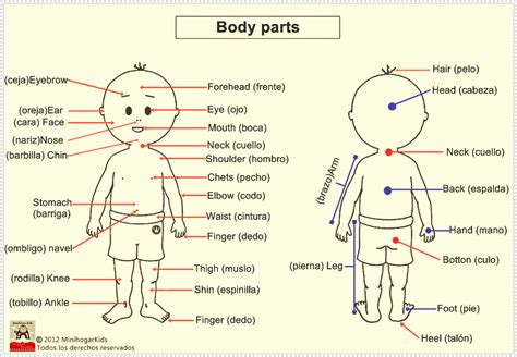 Partes Del Cuerpo En Ingles Para Colorear Material Para Maestros