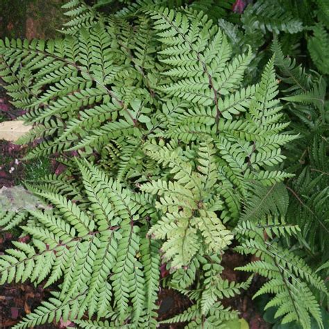 Athyrium otophorum 'Okanum' Eared Lady Fern from Sandy's Plants