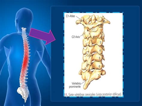 Anatomia Columna Cervical