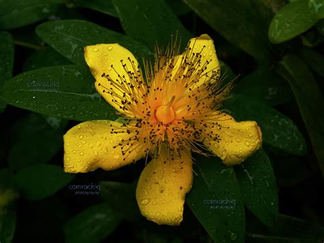 Yellow Fluffy Flower Fluffy Flower Taken In North Yorkshir