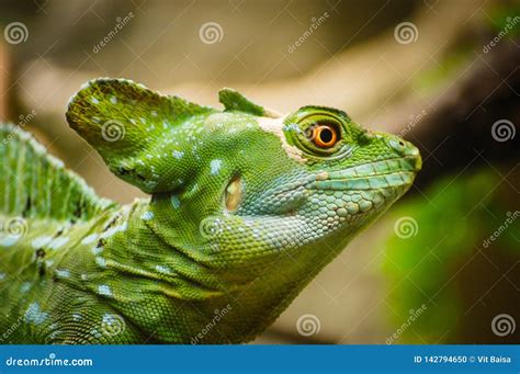 Green Basilisk Lizard Close Up View Of A Green Plumed Basilisk