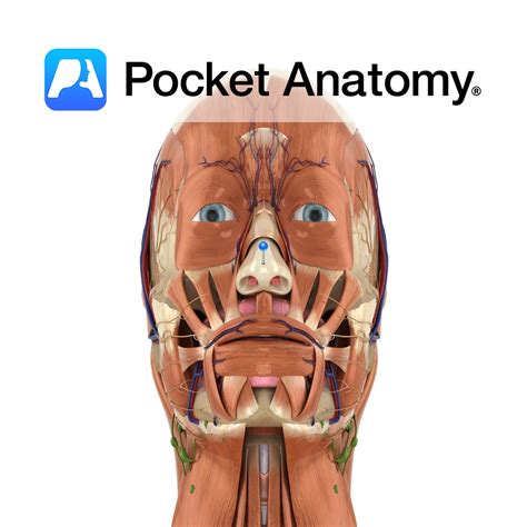 Nasal cartilage - Pocket Anatomy