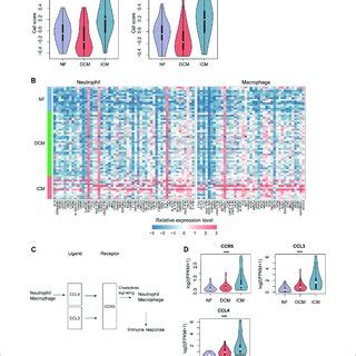 The Specific Expression Patterns Of Immune Cell Marker Genes In ICM