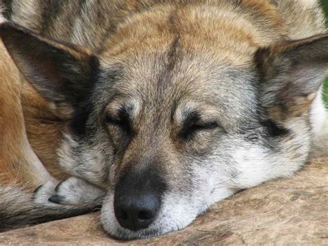 Perch Il Cane Agita Le Zampe Nel Sonno Scodinzola E Si Muove Molto