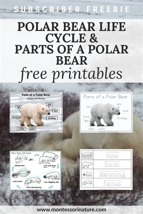 Polar Bear Life Cycle And Parts Of A Polar Bear Free Printable