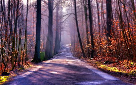 Landscape Nature Tree Forest Woods Autumn Path Road Wallpapers