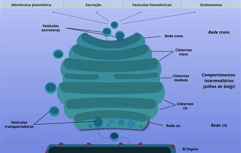 Qual A Funçao Do Complexo De Golgi - Complexo de Golgi – Atlas Interativo de Biologia Celular