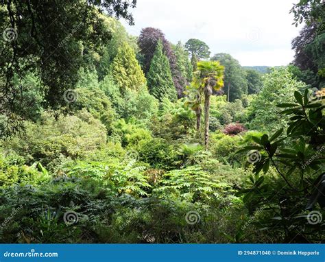 Tree Ferns Palms And Other Tropical Plants Growing In A Ravine In