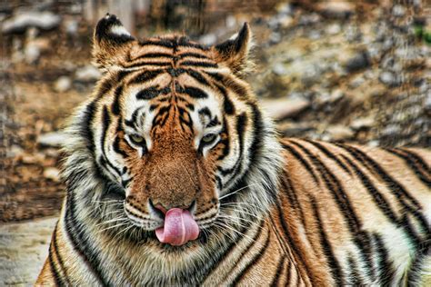 A Tiger And His Tongue Photograph By Scott Wood Fine Art America