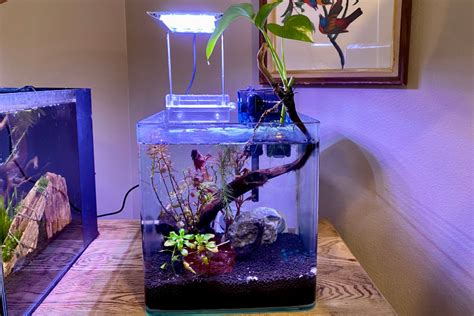 Planted Aquarium Lighting; The Best LED Lights for Planted Tanks (2023 Guide)