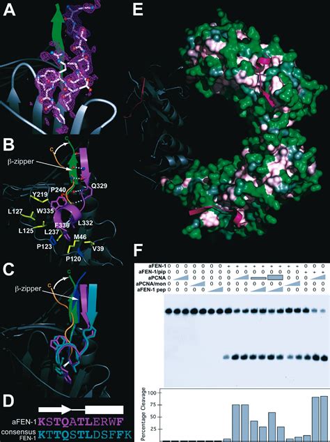 Structural Basis For FEN 1 Substrate Specificity And PCNA Mediated