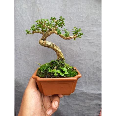 Jual Bonsai Sancang Pot Keramik Shopee Indonesia