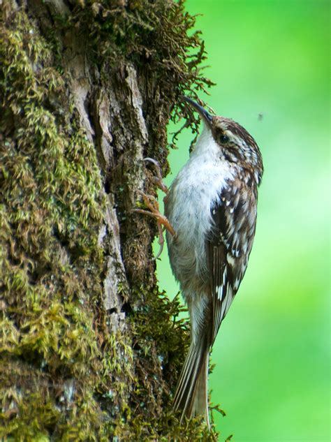 Nw Bird Blog Brown Creeper