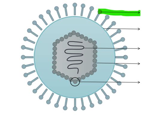 Virology Lecture 1 Flashcards Quizlet