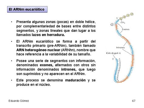 Cidos Nucleicos Eduardo Gmez 1 Concepto Los Cidos