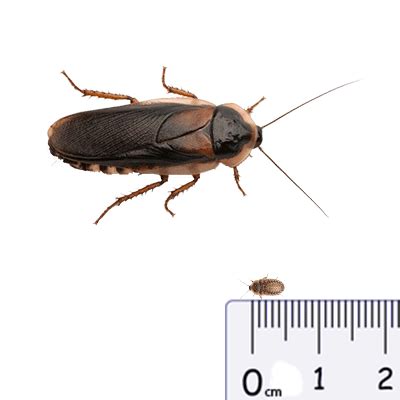 How Long Can Dubia Roaches Live Without Food Bettie Cherry