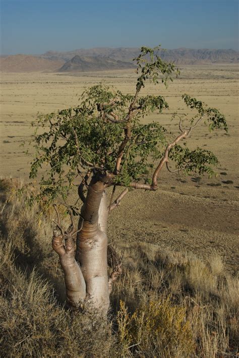 Moringa Ovalifolia Moringaceae Image 198404 At PhytoImages Siu Edu