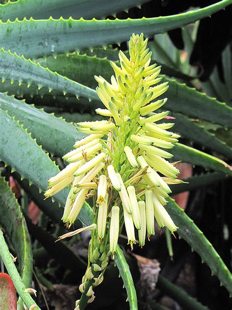 Yellow Torch Aloe Aloe Arborescens Lutea In Detroit Ann Arbor